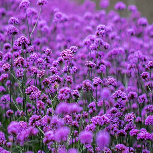 Werbena patagońska, Verbena bonariensis, syn. Verbena patagonica
