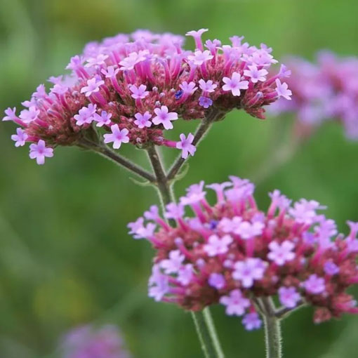 Werbena patagońska, Verbena bonariensis, syn. Verbena patagonica