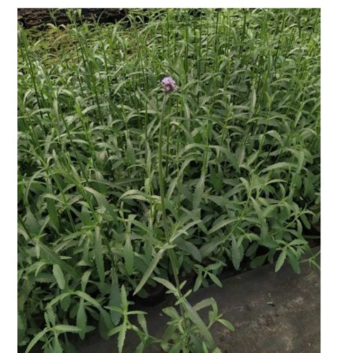 Werbena patagońska, Verbena bonariensis, syn. Verbena patagonica