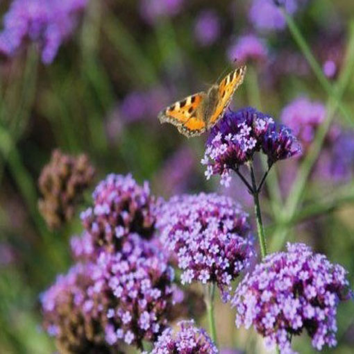 Werbena patagońska, Verbena bonariensis, syn. Verbena patagonica