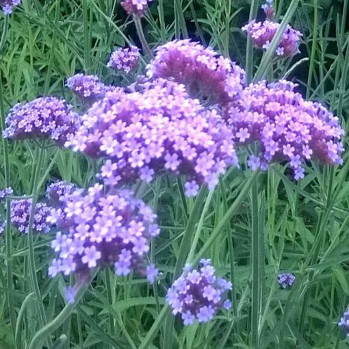 Werbena patagońska, Verbena bonariensis, syn. Verbena patagonica
