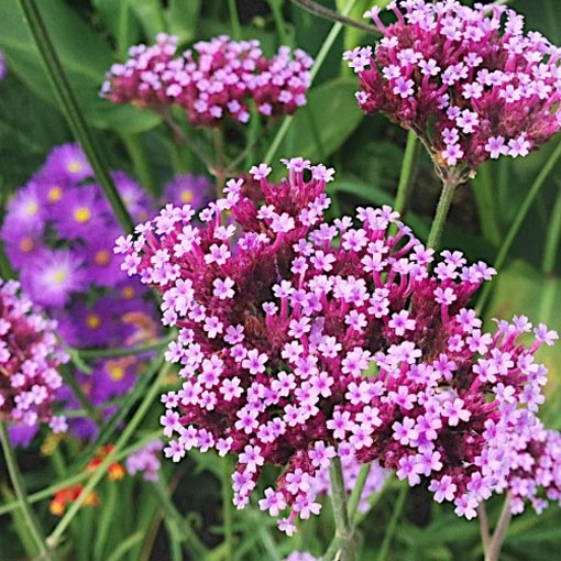 Werbena patagońska, Verbena bonariensis, syn. Verbena patagonica
