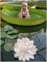 Wiktoria królewska lilia wodna największa! Wiktoria amazońska