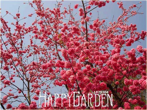 Wiśnia japońska czerwona 