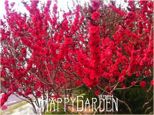 Wiśnia japońska czerwona 