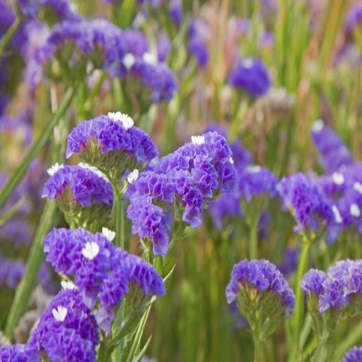 Zatrwian Perezii niebieski, Limonium perezii. Lawenda morska