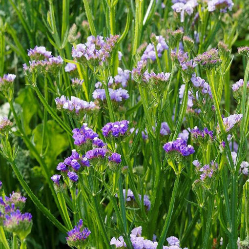 Zatrwian Perezii niebieski, Limonium perezii. Lawenda morska