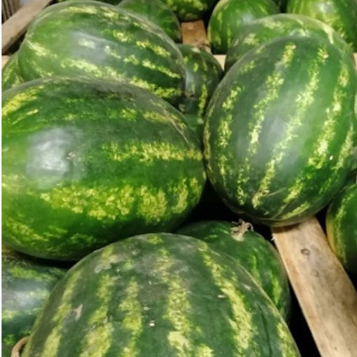 Arbuz cukrowy Watermelon, Citrullus lanatus