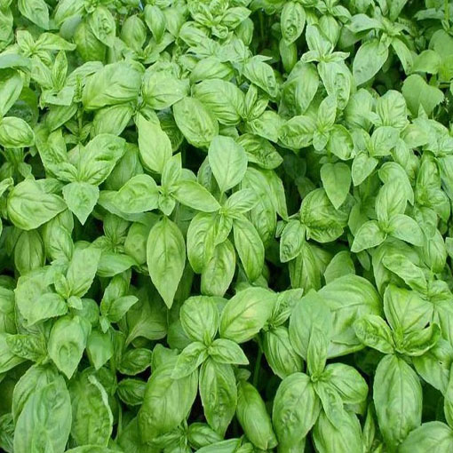 Bazylia jadalna Basil, Ocimum