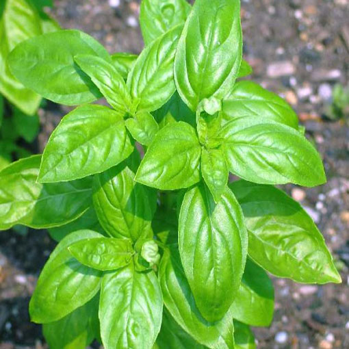 Bazylia jadalna Basil, Ocimum