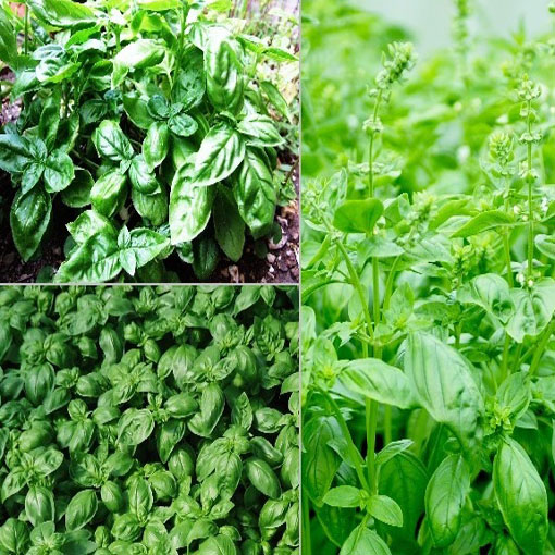 Bazylia jadalna Basil, Ocimum