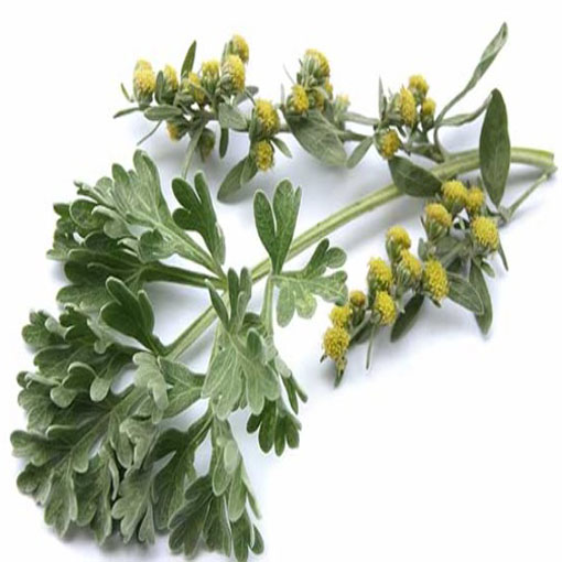 Bylica piołun, Artemisia absinthium Wormwood