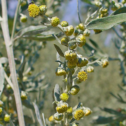 Bylica piołun, Artemisia absinthium Wormwood