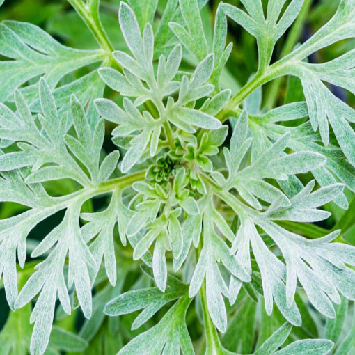 Bylica piołun, Artemisia absinthium Wormwood