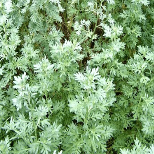 Bylica piołun, Artemisia absinthium Wormwood