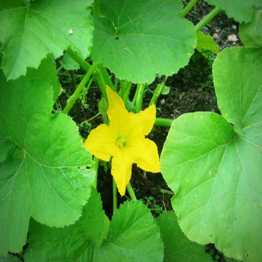 Dynia Gem squash zielona, Cucurbita pepo green