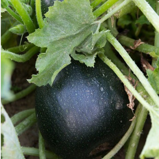 Dynia Gem squash zielona, Cucurbita pepo green
