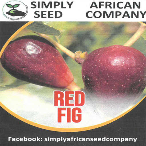 Figa Red Fig figowiec, Ficus carica