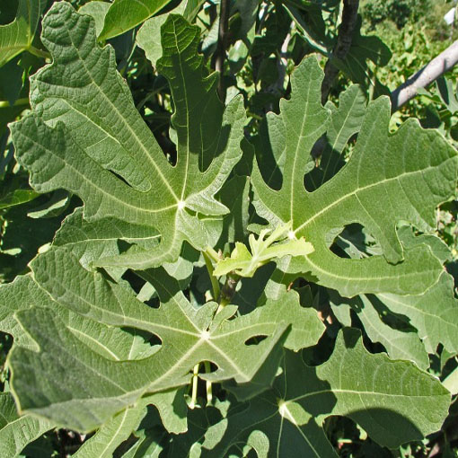 Figa Red Fig figowiec, Ficus carica