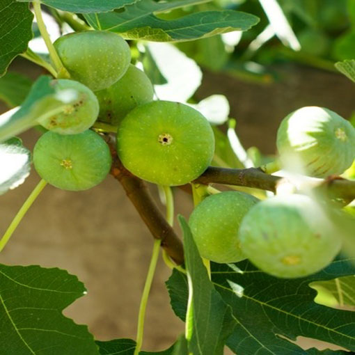 Figa Red Fig figowiec, Ficus carica