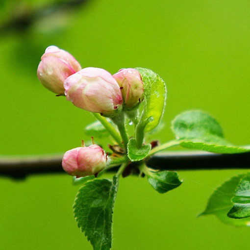 Figa Red Fig figowiec, Ficus carica