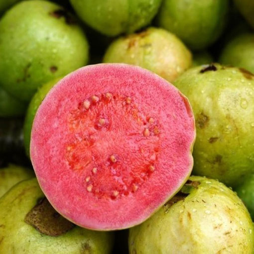 Guava czerwona Gujawa, gruszla, Psidium acranthum