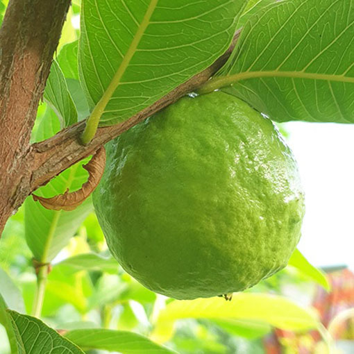 Guava czerwona Gujawa, gruszla, Psidium acranthum