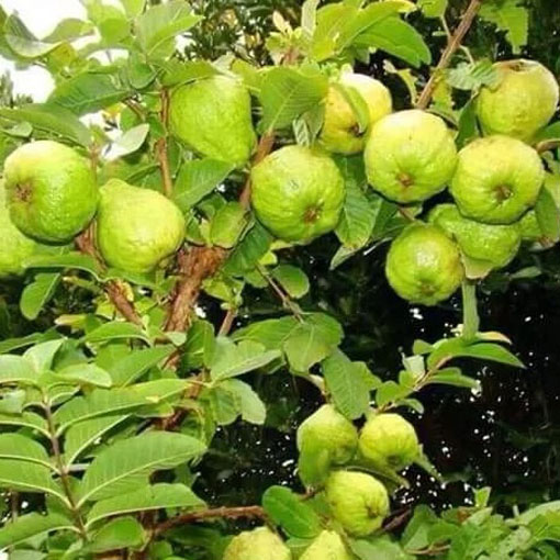 Guava czerwona Gujawa, gruszla, Psidium acranthum