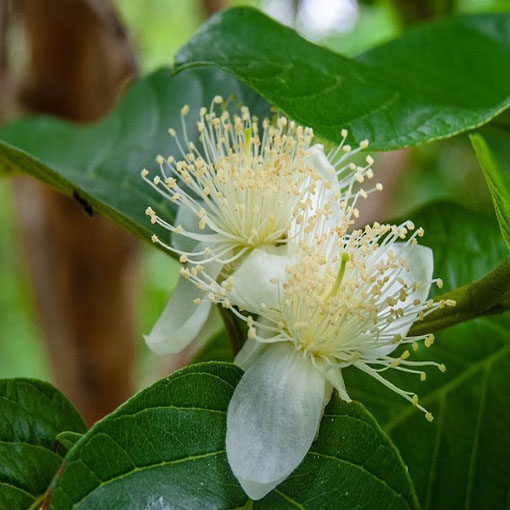 Guava czerwona Gujawa, gruszla, Psidium acranthum