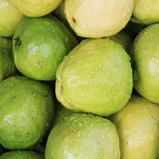 Guava czerwona Gujawa, gruszla, Psidium acranthum