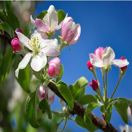 Jabłko czerwone jabłoń, Malus domestica
