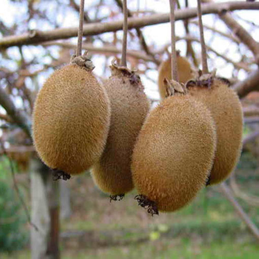 Kiwi agrest chiński, Actinidia
