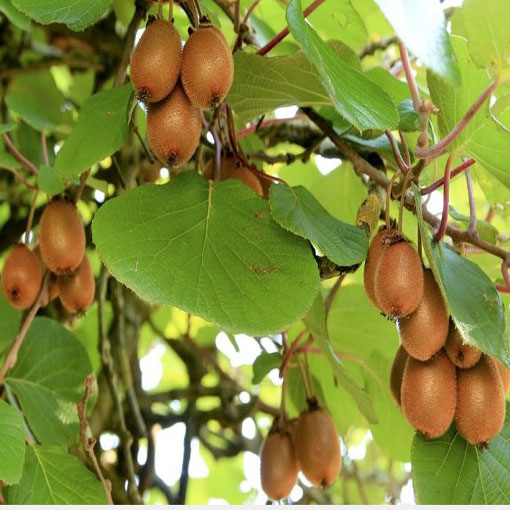 Kiwi agrest chiński, Actinidia
