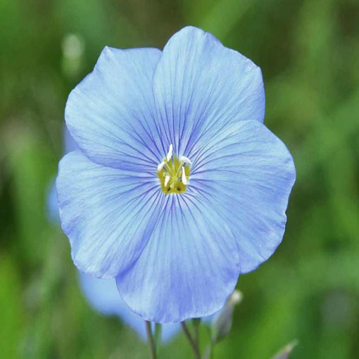 Len zwyczajny niebieski, Linum usitatissimum, Flax