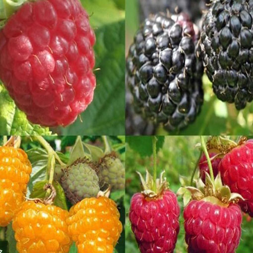 Malina 4 odmiany, Rubus idaeus