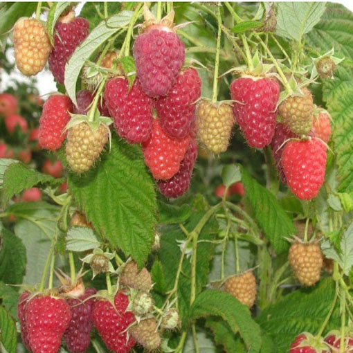 Malina 4 odmiany, Rubus idaeus