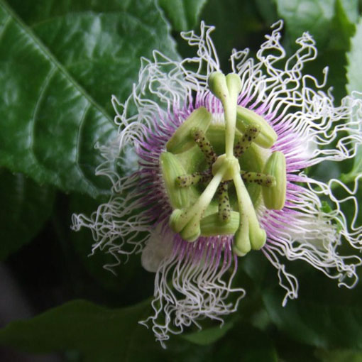 Marakuja Passion Fruit, Passiflora edulis Sims, męczennica jadalna