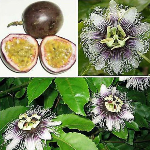 Marakuja Passion Fruit, Passiflora edulis Sims, męczennica jadalna