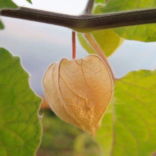 Miechunka peruwiańska gooseberry,Physalis peruviana