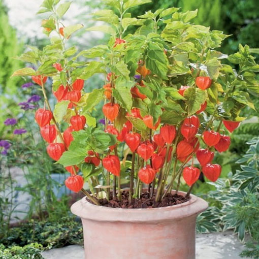 Miechunka peruwiańska gooseberry,Physalis peruviana