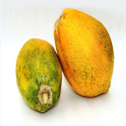 apaya Melonowiec żółty, Carica papaya