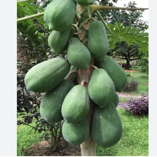apaya Melonowiec żółty, Carica papaya