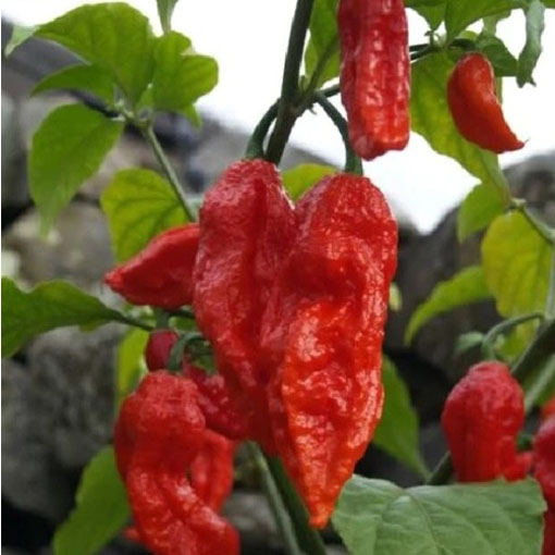 Papryka Indian Ghost ostra, Capsicum, pieprzowiec