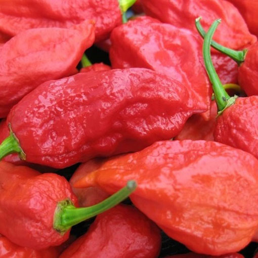 Papryka Indian Ghost ostra, Capsicum, pieprzowiec