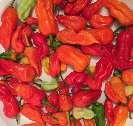 Papryka Indian Ghost ostra, Capsicum, pieprzowiec