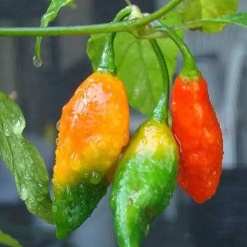 Papryka Indian Ghost ostra, Capsicum, pieprzowiec