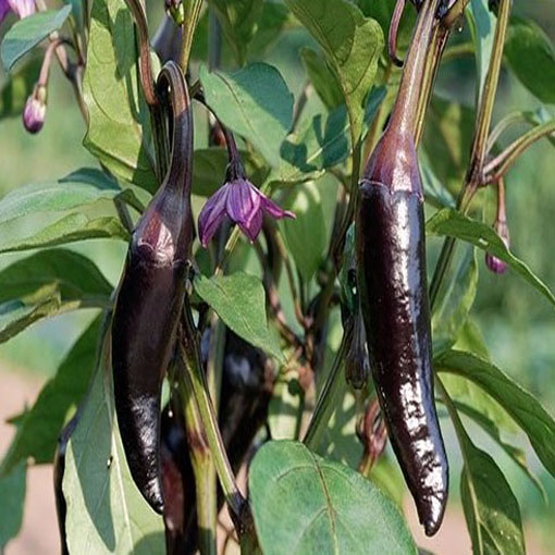 Papryka Jalapeno fiolet łagodna Chia, Capsicum, pieprzowiec