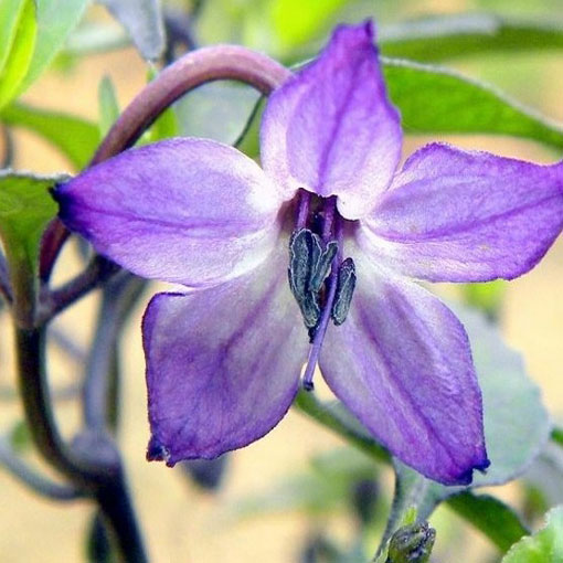 Papryka Jalapeno fiolet łagodna Chia, Capsicum, pieprzowiec