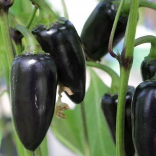 Papryka Jalapeno fiolet łagodna Chia, Capsicum, pieprzowiec