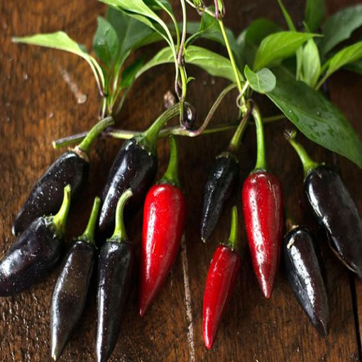 Papryka Jalapeno fiolet łagodna Chia, Capsicum, pieprzowiec